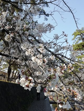 海老蔵～何でもあり