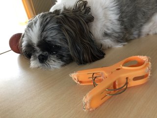 飼いやすい小型犬は？