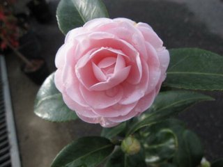 松居一代  IDアリ 多少のトピずれ・自分語りOK・人生いろいろ