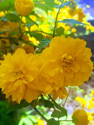 松居一代  IDアリ 多少のトピずれ・自分語りOK・人生いろいろ