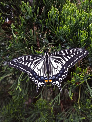 松居一代  IDアリ 多少のトピずれ・自分語りOK・人生いろいろ