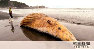 【速報】鎌倉・材木座海岸に謎の生物が漂着
