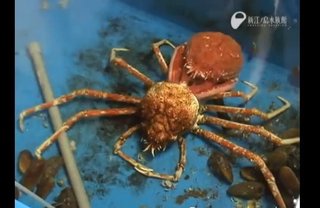 クレイジージャーニーで虫食べてる