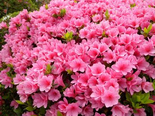 松居一代  IDアリ 多少のトピずれ・自分語りOK・人生いろいろ