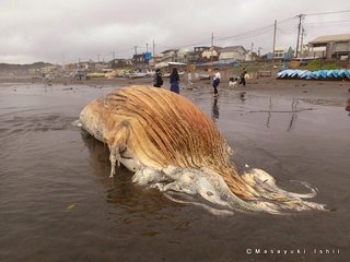 【速報】鎌倉・材木座海岸に謎の生物が漂着