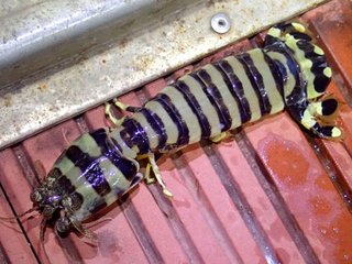 クレイジージャーニーで虫食べてる