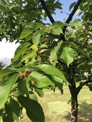 &#x{11:F8E2};なんでもいｰから&#x{11:F8E2};