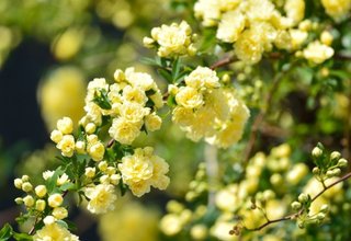 海老蔵～何でもあり