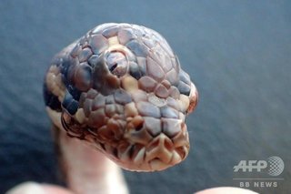 「三つ目」のニシキヘビ、オーストラリアで見つかる　