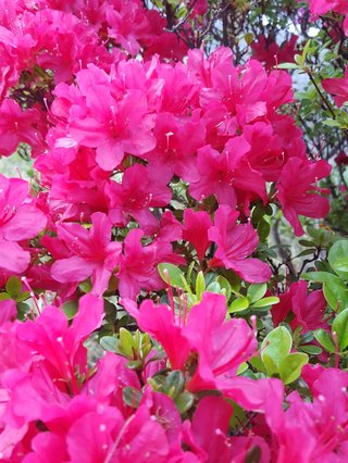 松居一代  IDアリ 多少のトピずれ・自分語りOK・人生いろいろ