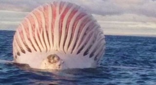 【速報】鎌倉・材木座海岸に謎の生物が漂着