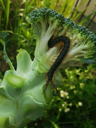 閲覧注意！ブロッコリーに潜んでた虫