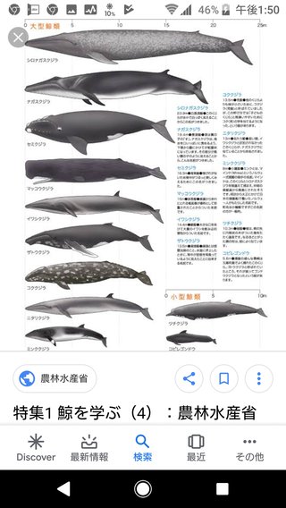 【速報】鎌倉・材木座海岸に謎の生物が漂着
