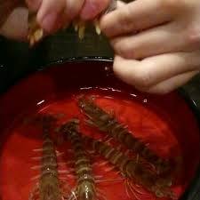 クレイジージャーニーで虫食べてる