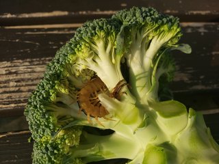 閲覧注意！ブロッコリーに潜んでた虫