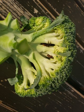 閲覧注意！ブロッコリーに潜んでた虫