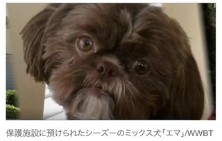 「愛犬と一緒に埋葬を」　元気だった犬、遺言に従って安楽死　米