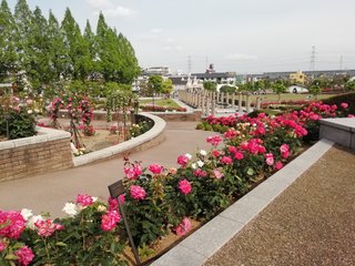 海老蔵～何でもあり