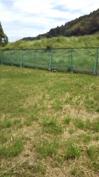 キジがいたわけだが、撮ってみた