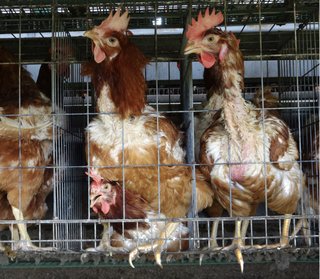 ニワトリや豚 ゲージフリーをしない日本