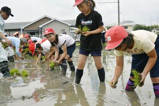 奇跡の復興米、大阪の児童田植え　富田林市、震災を忘れない