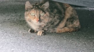 &#x{11:F8E2};なんでもいｰから&#x{11:F8E2};