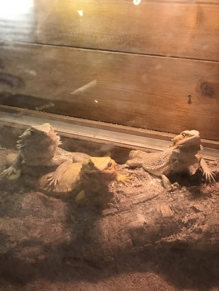 &#x{11:F8E2};なんでもいｰから&#x{11:F8E2};