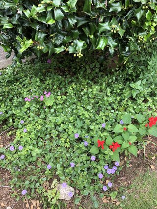 &#x{11:F9E6};&#x{11:F9E6};ガーデニング好きな方【情報交換】&#x{11:F9E6};&#x{11:F9E6};