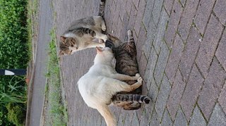 猫について何でもどうぞ【ねこ総合】