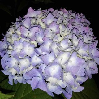 海老蔵～何でもあり