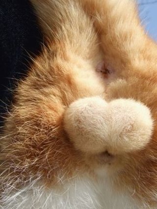 猫の金玉以上にカワイイものってこの世に存在するの？