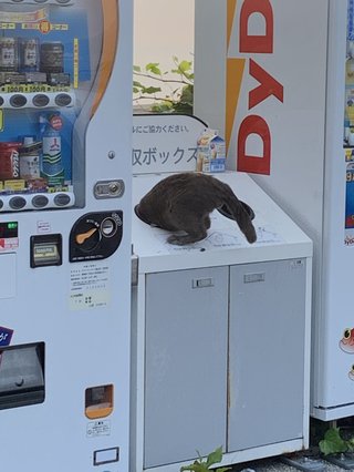 &#x{11:F8E2};なんでもいｰから&#x{11:F8E2};