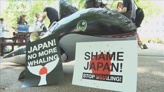 「日本は恥を知れ！｣6月30日ロンドンで捕鯨に反対する団体がデモ