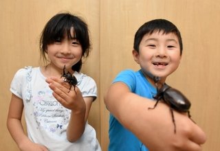 【群馬】カブトムシ 育ててみたら…希少な「雌雄モザイク」に　太田市の小学生姉弟