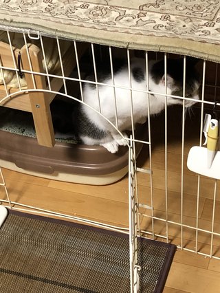 猫について何でもどうぞ【ねこ総合】