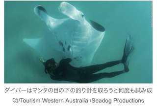 釣り針の刺さったマンタ、ダイバーに助けを求める オーストラリア