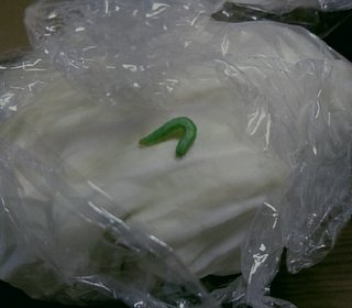 冷蔵庫にいれてたキャベツに青虫ついてから育てる