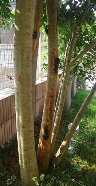 &#x{11:F8E2};なんでもいｰから&#x{11:F8E2};