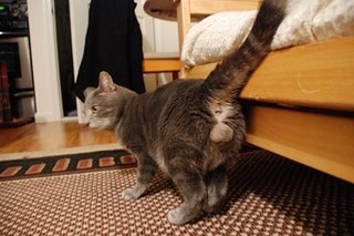 猫の金玉以上にカワイイものってこの世に存在するの？