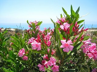 次のママスタのニックネームは何がいい？