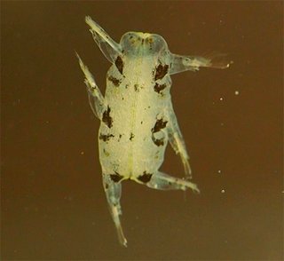 【沖縄】港に「ピカチュウ」出現!?　不思議な生物がネットで話題に