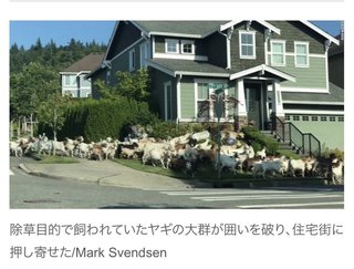 大量のヤギが集団脱走、住宅街を駆け抜ける　米ワシントン州