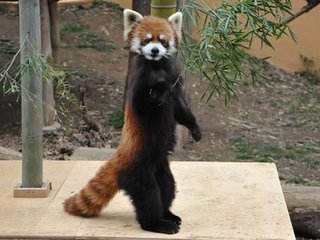 7月スタート『偽装不倫』日本テレビ（水曜22:00～）