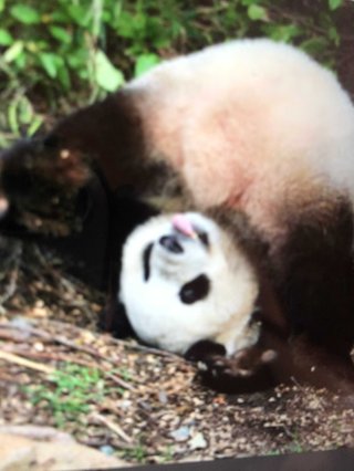 オールスター【メルカリ】チャンネル名鑑