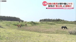 【青森】天然記念物「寒立馬」に蹴られる？男児けが