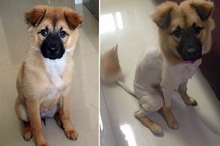 トリミングサロンで蛍光色に染められた犬、飼い主は激怒（米）