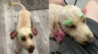 トリミングサロンで蛍光色に染められた犬、飼い主は激怒（米）