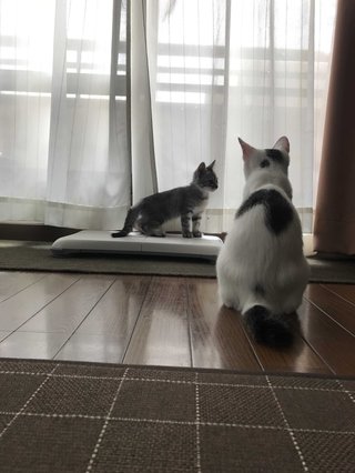 猫がみたい