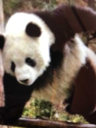 オールスター【メルカリ】チャンネル名鑑