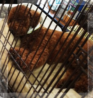 &#x{11:F8E2};なんでもいｰから&#x{11:F8E2};